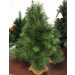 Vianočný stromček BRIGHTON SPRUCE - 30 cm