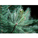 Vianočný stromček COLUMBUS FIR - detail ihličia